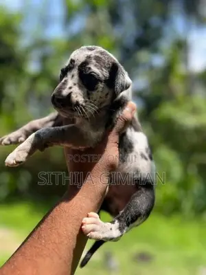 Great Dane Puppies