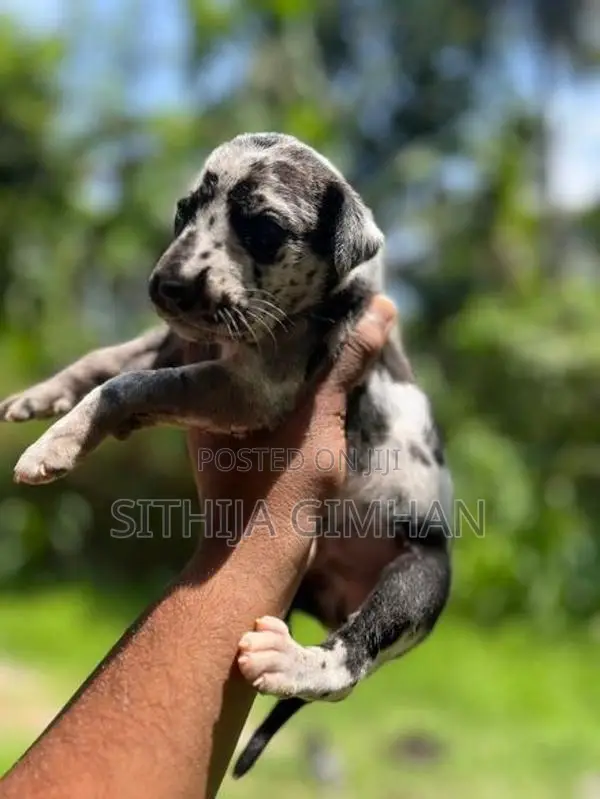 Great Dane Puppies
