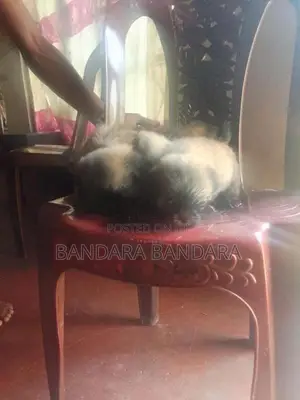ෂිට්ෂූ පැටවුන්