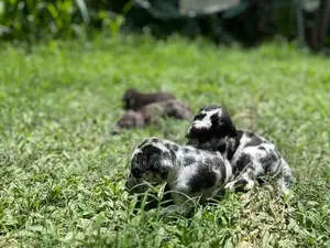 Great Dane Puppies