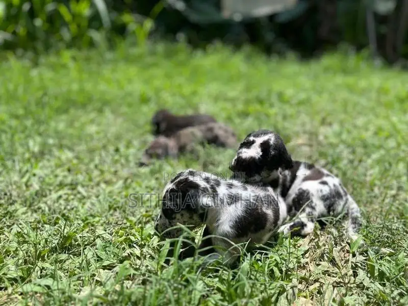 Great Dane Puppies