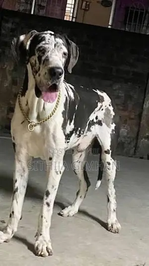 Great Dane Puppies