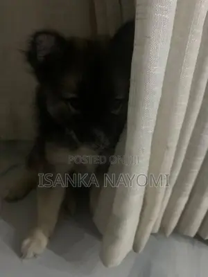 Pomeranian Puppy