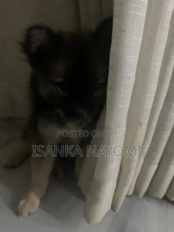Pomeranian Puppy