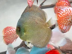 Discus Fish