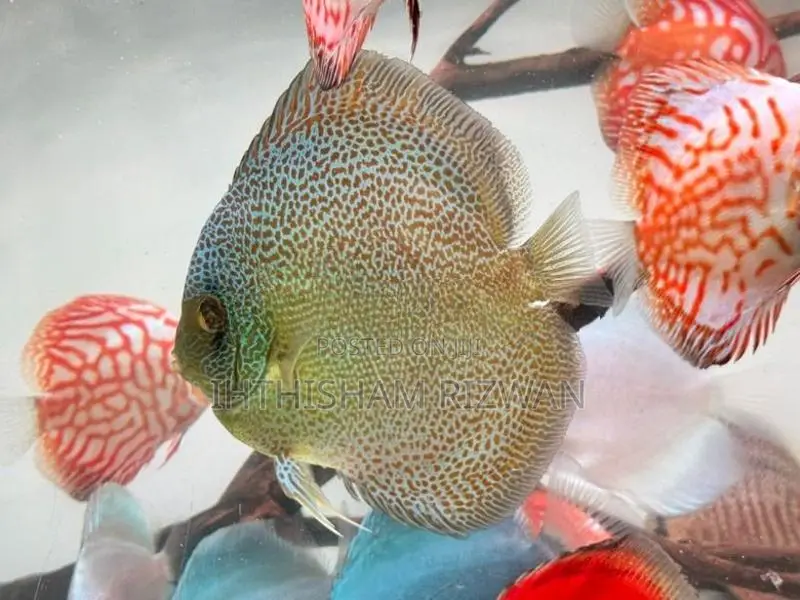 Discus Fish