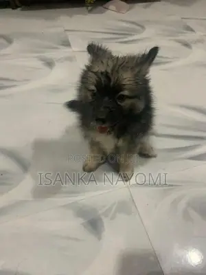 Pomeranian Puppy