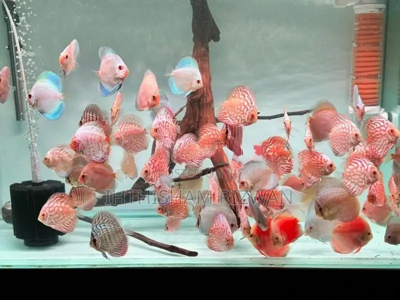 Discus Fish