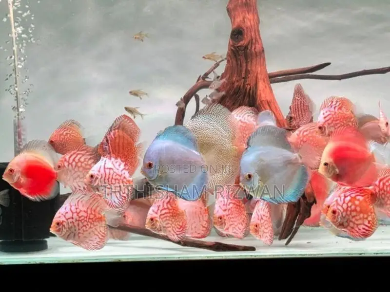 Discus Fish