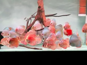 Discus Fish