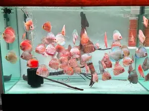 Discus Fish