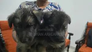 ජර්මන් ශෙපර්ඩ් බලු පැටවුන්
