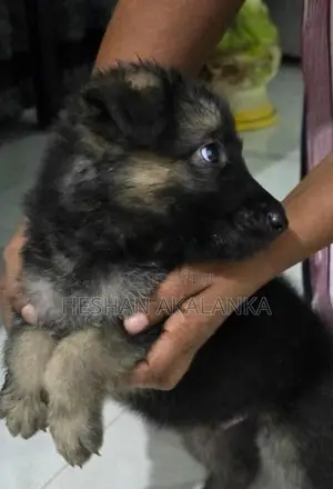 ජර්මන් ශෙපර්ඩ් බලු පැටවුන්