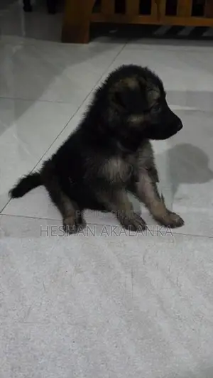 ජර්මන් ශෙපර්ඩ් බලු පැටවුන්