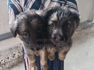 ජර්මන් ශෙපර්ඩ් බලු පැටවුන්