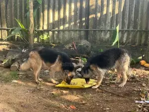 ජර්මන් ශෙපර්ඩ් බලු පැටවුන්