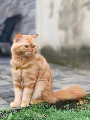 Persian Cat