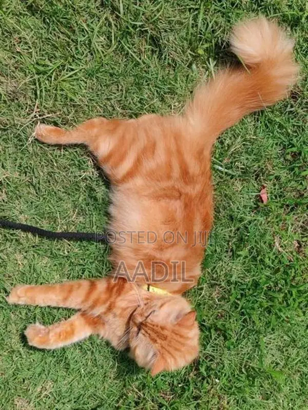 Persian Cat