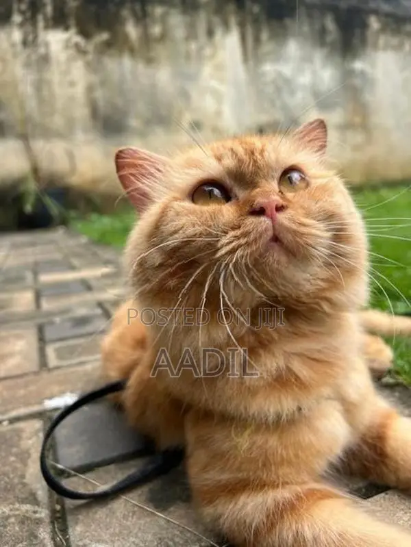 Persian Cat