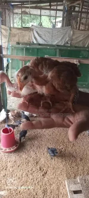 Poultry Chick