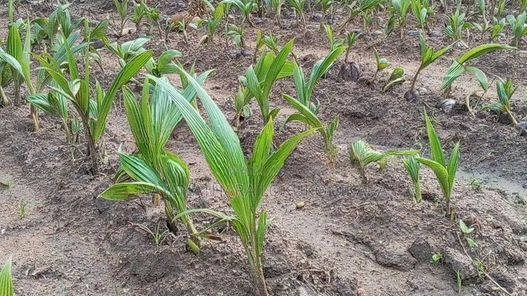 Coconut Plants