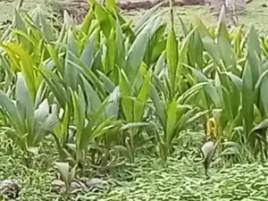 Coconut Plants