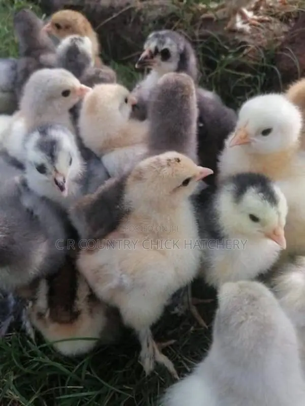 Poultry Chick
