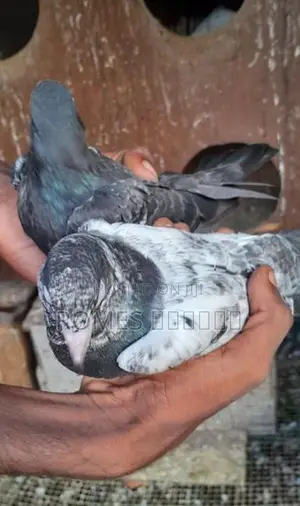 Pigeon