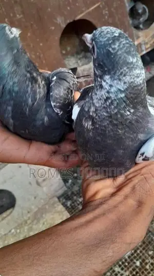 Pigeon