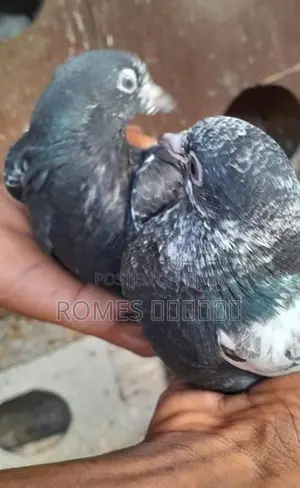Pigeon