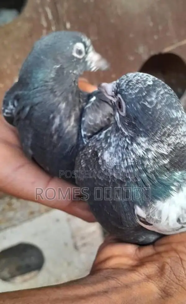Pigeon
