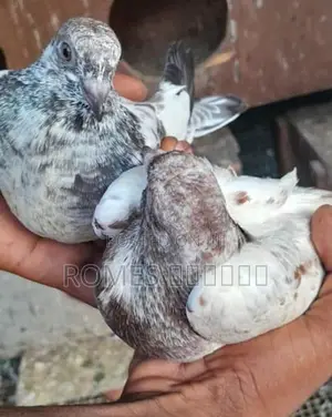 Pigeon