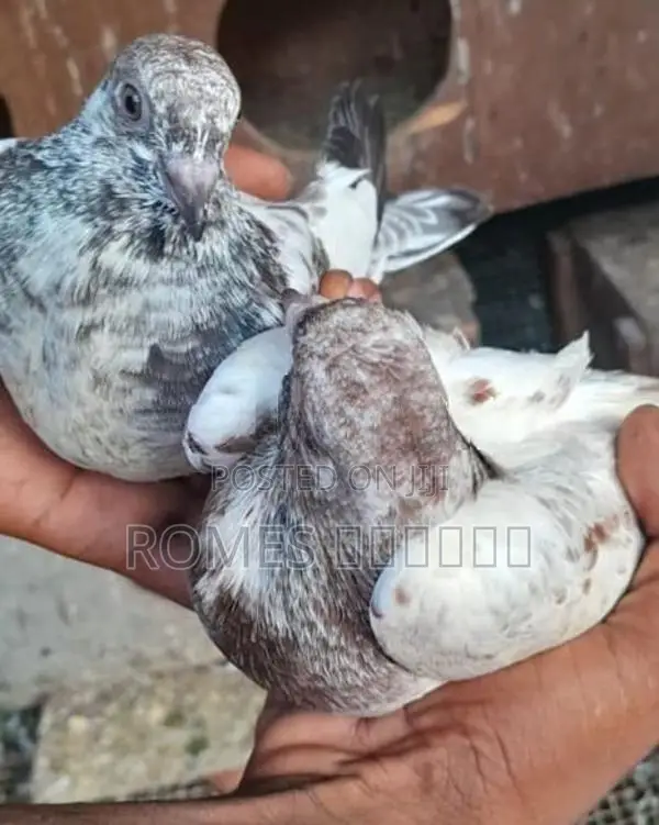 Pigeon
