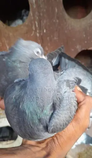 Pigeon