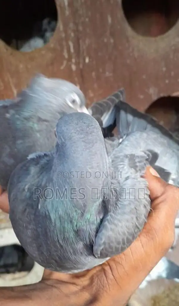 Pigeon