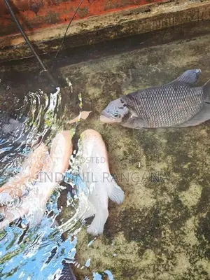 Gourami Fishes Set