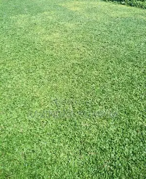 New Malaysian Grass Carpet