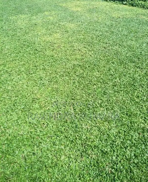 New Malaysian Grass Carpet