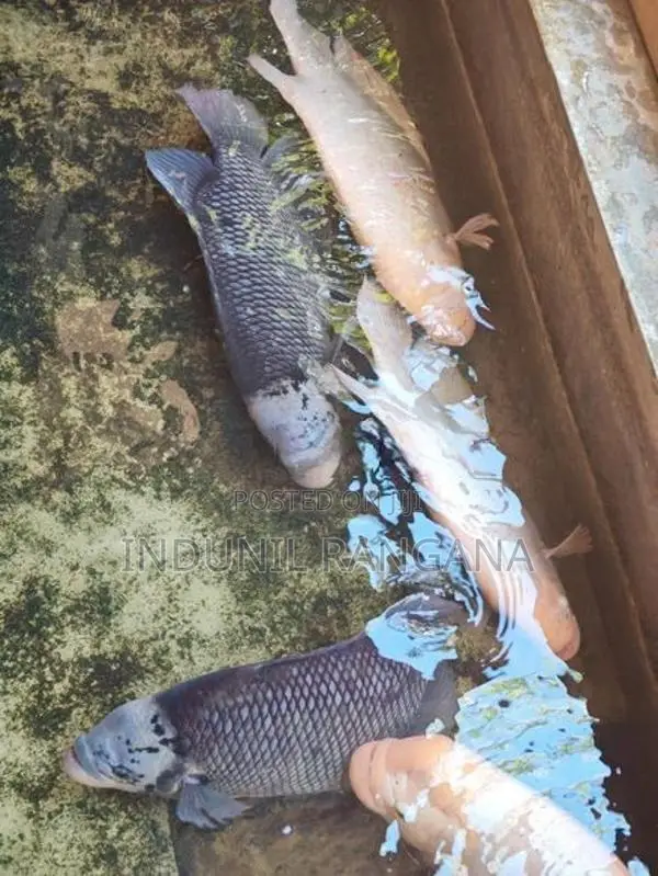 Gourami Fishes Set