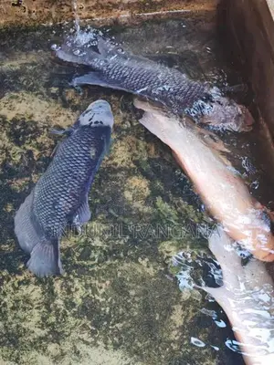 Gourami Fishes Set