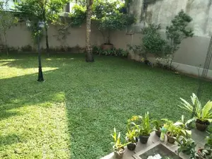 New Malaysian Grass Carpet