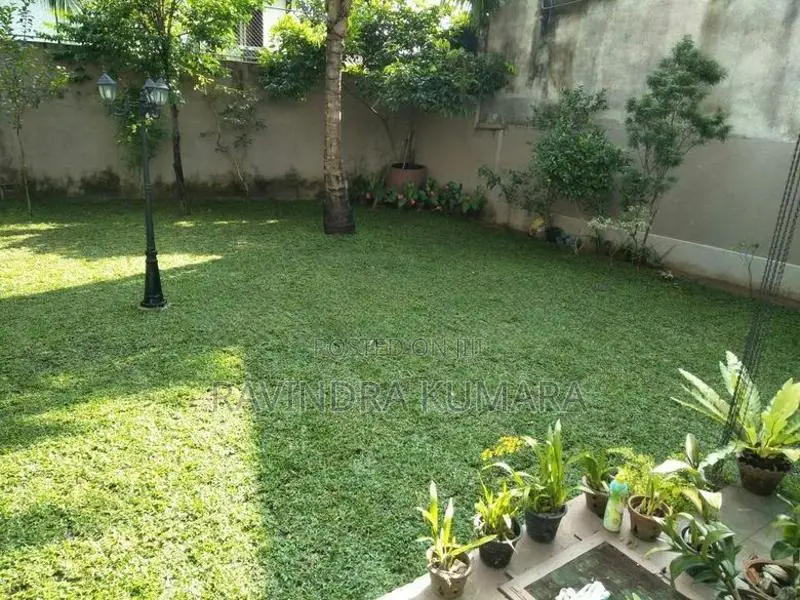 New Malaysian Grass Carpet