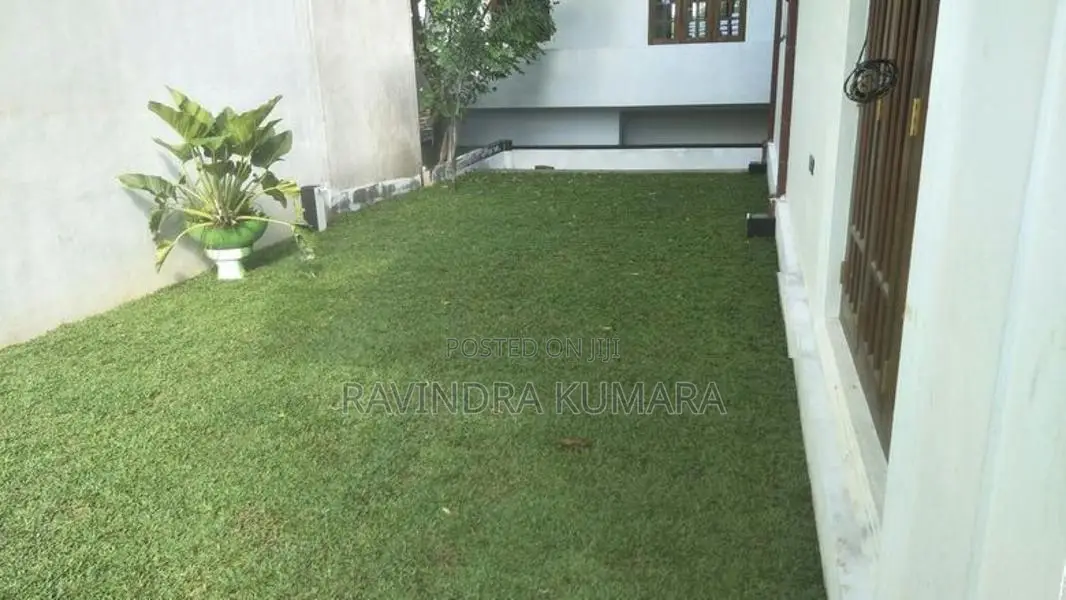 New Malaysian Grass Carpet