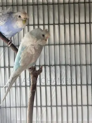 Hagoromo Helicopter Bird