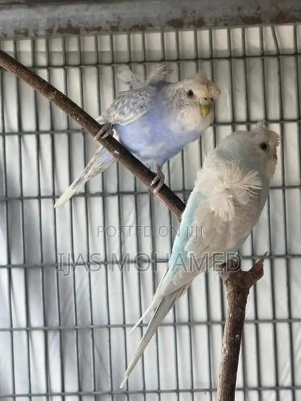 Hagoromo Helicopter Bird