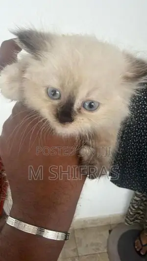Persian Cat
