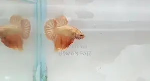 Gold/black Mamba Betta