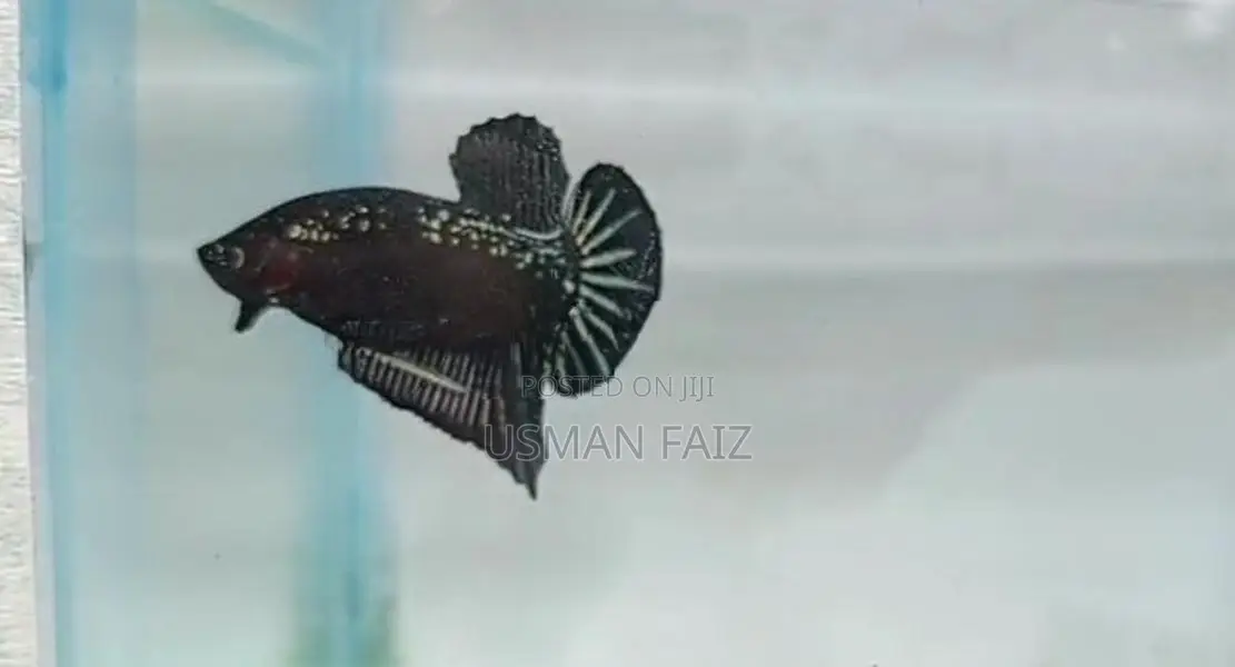 Gold/black Mamba Betta