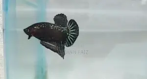 Gold/black Mamba Betta