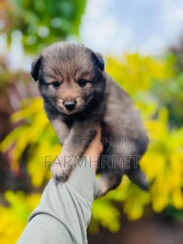 Pomeranian Puppies